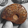 Whole Polished Ammonites with Suture Patterns, 3-5cm