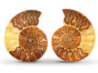 Ammonites 6-7 inch AAA Quality
