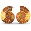 Ammonites 6-7 inch AAA Quality