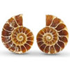 Ammonite Cut & Polished Jewellery Pairs, 1-3cm - AAA Quality - 3 Pairs