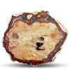 Petrified Wood Slice (3-5