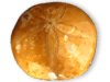Fossil Sand Dollars - Large (8-10cm) - approx 3.75 inch - 2pc
