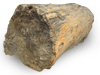 Petrified Wood Log