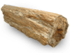 Petrified Wood Log