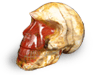 Petrified Wood Skull