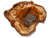 Petrified Wood Slices (7-8)AA 1pc