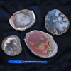 Petrified Wood Slice (3-5