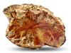 Petrified Wood Slice (1-3) AA Quality - 1pc