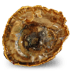 Petrified Wood Slices (5-7) 5LB Lot AAA Quality
