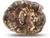 Petrified Wood Slices (1-3) AAA Quality - 1pc