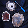 Petrified Wood Slices (3-4) AA Quality - 1pc