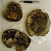 Petrified Wood Slices (5-7