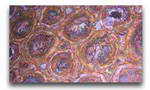 Petrified Wood Gemstone Table Top 114x 83x3cm