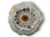 Quartz Stalactite Slice (5-7cm)