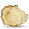 Petrified Wood Slices (6-7) AA 1PC