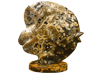 Sea Jasper Sunfish