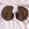 Ammonite Cut & Polished Pairs, 19-21cm - AA Quality