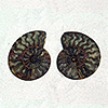 Ammonites 4-6inch 10LB Lot AAA Quality