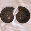 Ammonites 6-7 inch AAA Quality