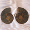 Ammonites 6-7 inch AA Quality