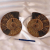 Ammonites 7-8 inch AAA Quality