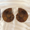 Ammonites 7-8 inch AA Quality