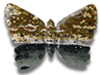 Sea Jasper Butterfly - Medium