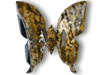Sea Jasper Butterfly - Large
