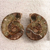 Ammonite Cut & Polished Jewelry Pairs, 5-7cm - AA Quality