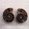 Ammonite Cut & Polished Jewelry Pairs, 5-7cm - AAA Quality