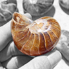Nautilus Whole Polished Ammonite, 5-7cm