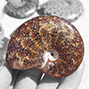 Whole Polished Ammonites with Suture Patterns, 5-7cm