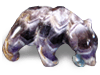 Banded Amethyst Bear Eating Fish