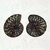 Ammonite Cut & Polished Pairs, 11-13cm - AAA Quality