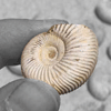 Whole White Ammonites, 1-3cm- 3 Piece set