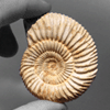 Whole White Ammonites, 7-9cm