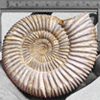 Whole White Ammonites, 9-11cm
