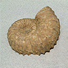 Whole White Ammonites, 13-15cm