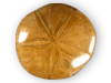 Fossil Sand Dollars - Medium (6-8cm) - approx 3 inch - 10pcs