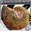 Whole Polished Ammonites with Suture Patterns, 7-9cm