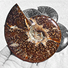 Whole Polished Ammonites with Suture Patterns, 9-11cm