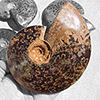 Whole Polished Ammonites with Suture Patterns, 11-13cm
