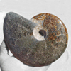 Whole Polished Ammonites with Suture Patterns, 13-15cm