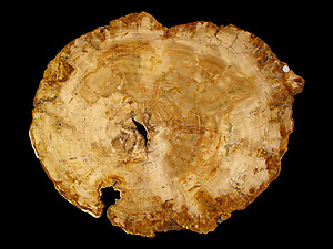 Petrified Wood Slab - 76x62cm - 18kg