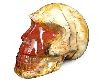 Petrified Wood Skulls