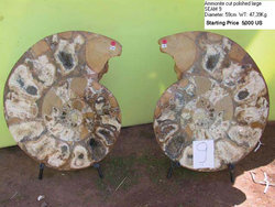 59cm Ammonite Pair