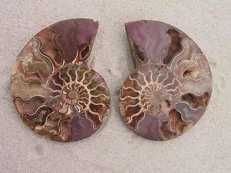 Ammonite Cut & Polished Pairs, 13-15cm - AAA Quality