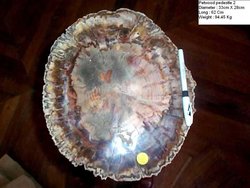 Petrified Wood Pedestal 94.45 Kg