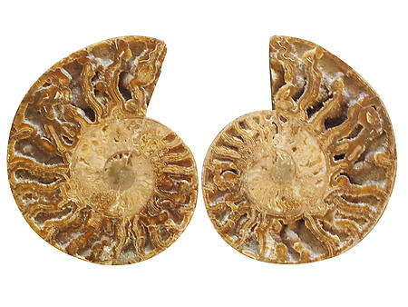 Ammonites Cut and Polished with Sutures (10-12 inch) AAA Quality