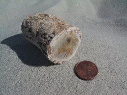Petrified Wood Small Branches